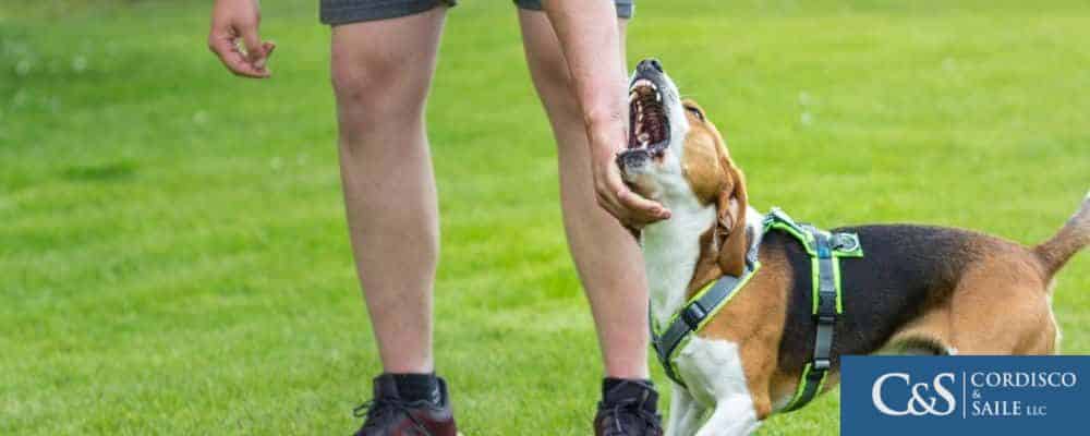 Dogs teeth nearing persons hand dog bite lawyer